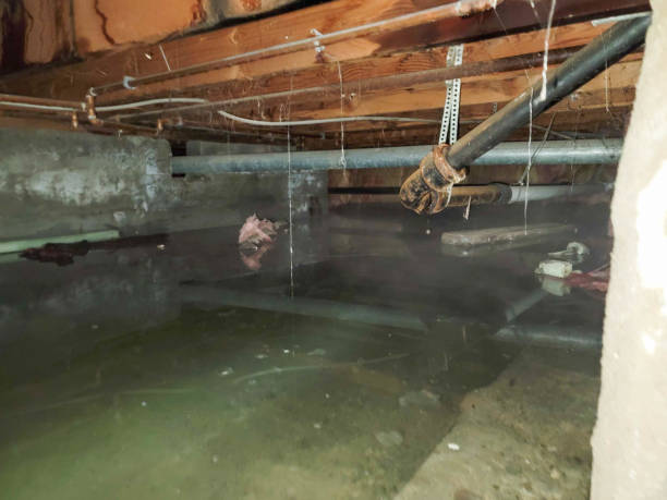Best Mold removal after water damage  in Henderson, GA